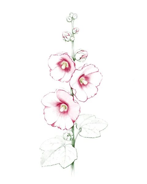Illustration Mallow Flower — Stock Photo, Image
