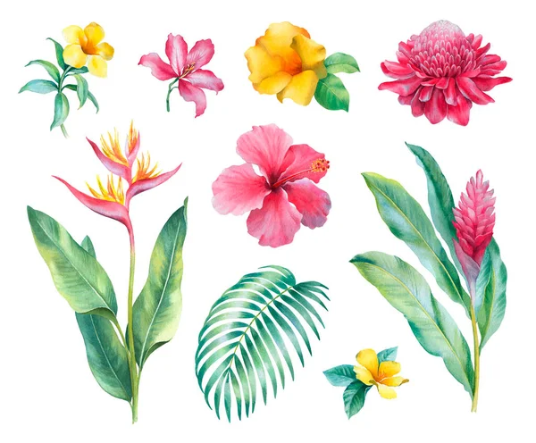 Aquarel Tropische Bloemen Met Hand Geschilderde Illustraties Geïsoleerd Witte Achtergrond — Stockfoto