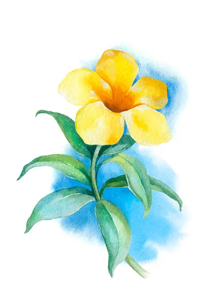 Акварель Желтый Золотой Трубный Цветок Ручная Роспись — стоковое фото