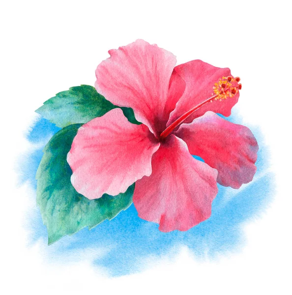 Watercolor hibiscus flower. Hand painted illustration