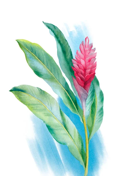 Aquarela Flor Gengibre Vermelho Ilustração Pintada Mão — Fotografia de Stock