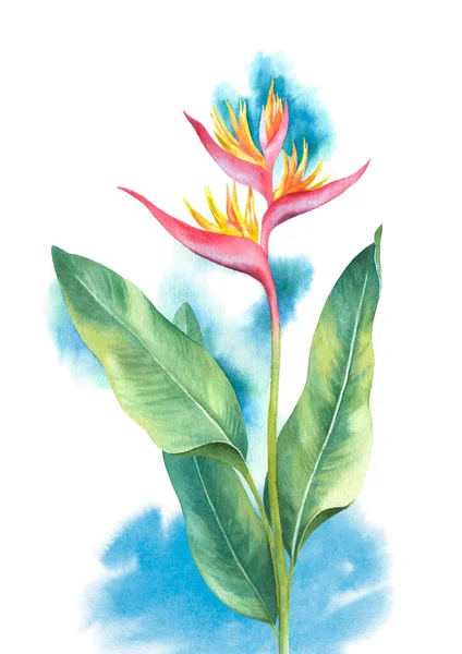 Watercolor Heliconia Flower Hand Painted Illustration — Stock Photo, Image