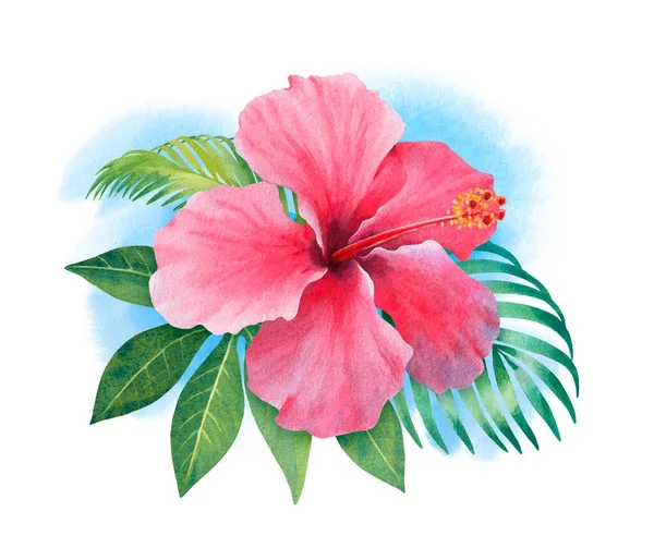 Watercolor Hibiscus Flower Hand Painted Illustration — Stock Photo, Image