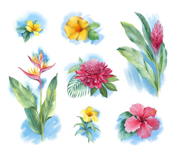 Aquarell Tropische Blumen Handgemalte Illustrationen — Stockfoto