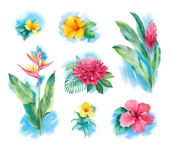 Watercolor tropical flowers. Hand painted illustrations