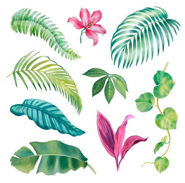 Akvarel Ilustrací Tropických Rostlin — Stock fotografie