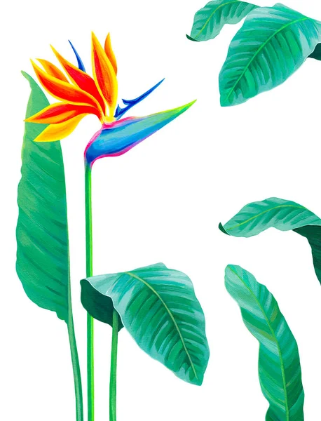 Ručně Malované Ilustrace Květu Sterlitzia Akrylický Pták Rajského Květu Ideální — Stock fotografie