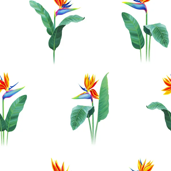 Bezešvý Vzor Design Ručně Malované Ilustrace Sterlitzia Květiny Vzor Tkaniny — Stock fotografie