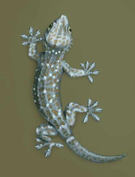 Tokay Gecko Nun Çizimleri — Stok fotoğraf