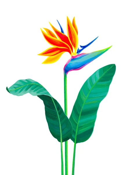 Kézzel Festett Illusztrációja Sterlitzia Virág Paradicsomvirág Akril Madara Tökéletes Meghívók — Stock Fotó