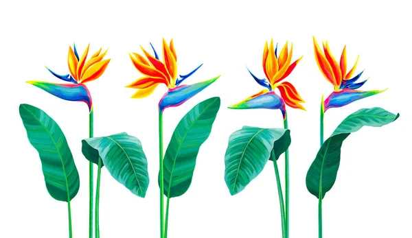 Ручна Розписана Ілюстрація Квітки Стерліці Акриловий Птах Райської Квітки Ідеально Ліцензійні Стокові Фото