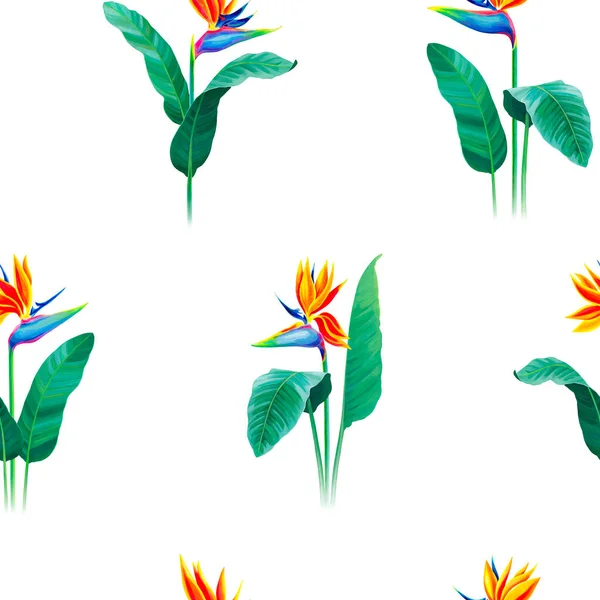 Безшовний Дизайн Візерунка Розфарбованою Вручну Ілюстрацією Квітки Стерліці Візерунок Тканини Ліцензійні Стокові Зображення