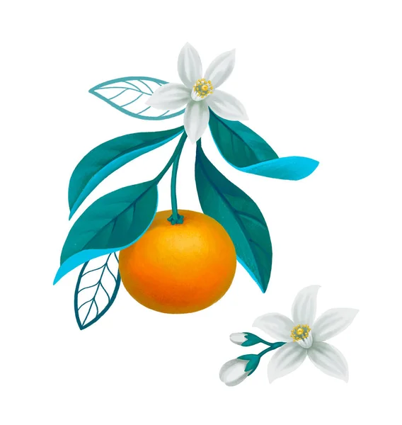 Handmålad Illustration Apelsinträdet Perfekt För Affischer Gratulationskort Brevpapper Och Andra — Stockfoto