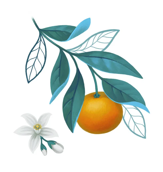 Ręcznie Malowana Ilustracja Gałęzi Drzewa Pomarańczowego Idealny Plakatów Kartek Okolicznościowych — Zdjęcie stockowe