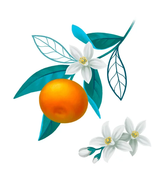 Handgemalte Illustration Von Orangenzweigen Perfekt Für Poster Grußkarten Schreibwaren Und — Stockfoto