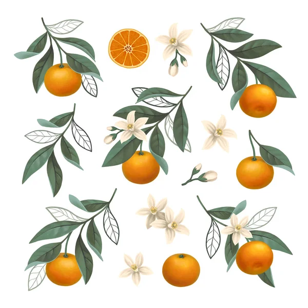 Ручна Розписана Ілюстрація Гілки Оранжевого Дерева Ідеально Підходить Плакатів Вітальних — стокове фото