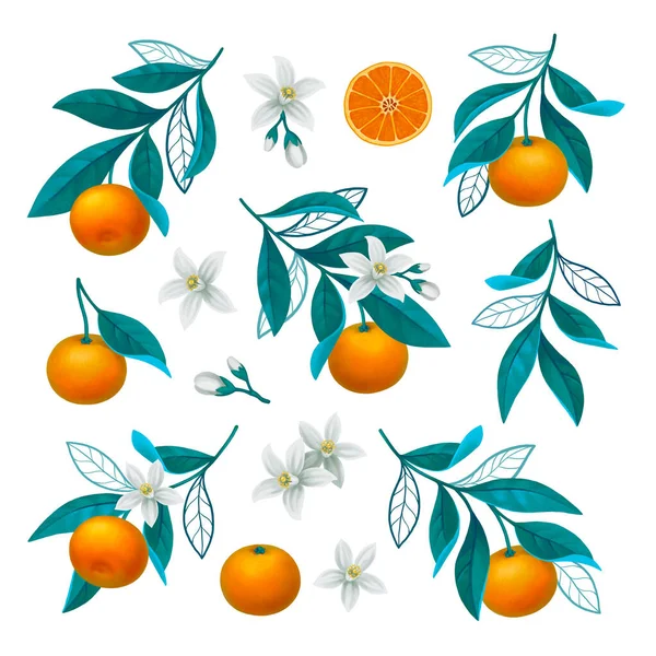 Ручная Иллюстрация Ветви Апельсинового Дерева Идеально Подходит Плакатов Поздравительных Открыток — стоковое фото