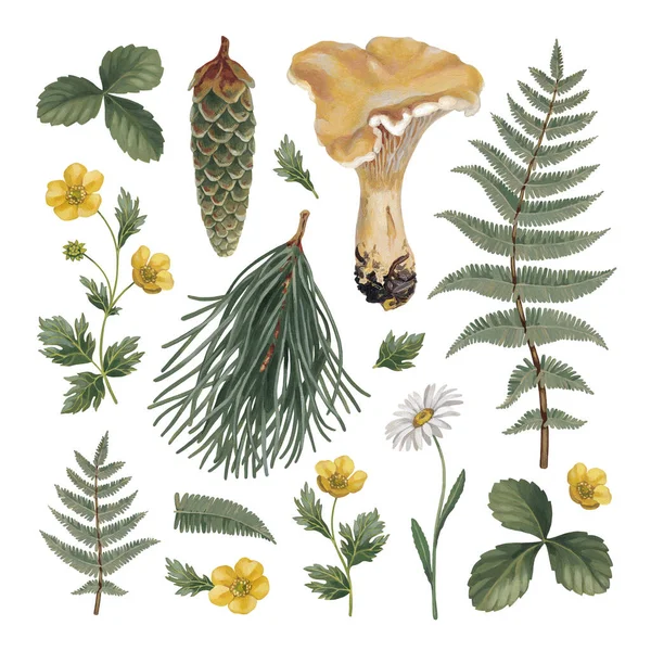 Ручні Розфарбовані Акрилові Ботанічні Ілюстрації Лісової Природи Стиль Cottegecore Ідеально — стокове фото