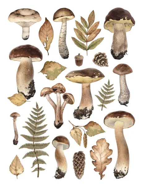 Акварельні Ілюстрації Осінньої Лісової Природи Гриби Листя Шишки Стиль Cottegecore Стокова Картинка