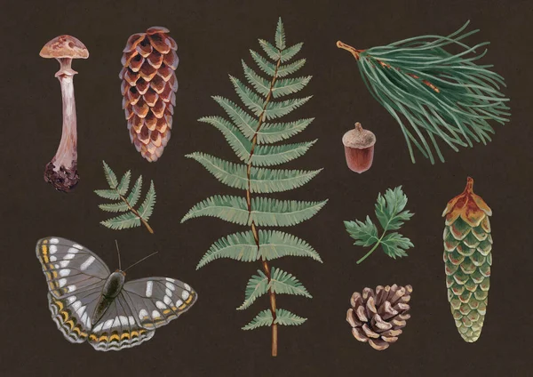 Illustrazioni Botaniche Acriliche Dipinte Mano Natura Forestale Stile Cottegecore Perfetto Foto Stock