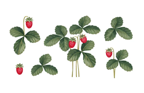 Hand Painted Illustrations Strawberries Seamless Pattern Design Cottegecore Print Perfect Royalty Free Stock Photos