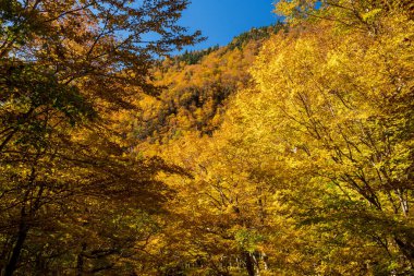 Stowe, Vermont yakınlarındaki Notch adlı kaçakçının kayalık zirvesine doğru bir yaprak çerçevesinden bakın.