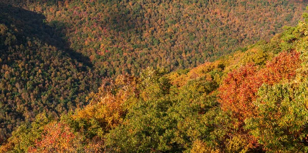 クーパーロックステートフォレストの木々の秋の色を照らす暖かい光を日が当てる設定 — ストック写真