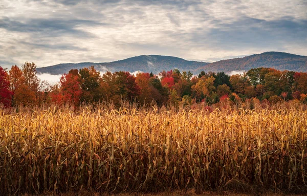 Lagen Van Bomen Vele Herfstkleuren Achter Maïs Maïsveld Vermont Herfst — Stockfoto