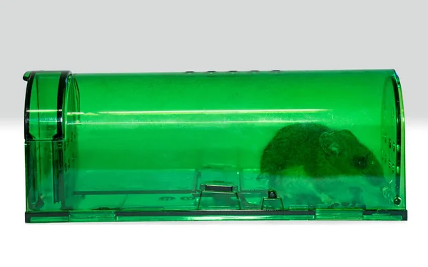 Πράσινη Ανθρώπινη Ποντικοπαγίδα Ένα Πιασμένο Ποντίκι Πεδίου — Φωτογραφία Αρχείου