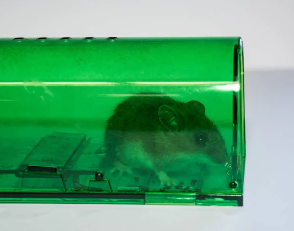 Green Humane Mousetrap Captured Field Mouse — Stock Photo, Image