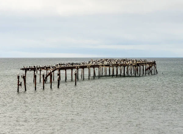 Many Imperial Cormorant Seabirds Abandoned Pier Punta Arenas Chile — ストック写真
