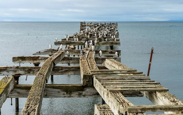 Muitas Aves Marinhas Cormorãs Imperiais Cais Abandonado Punta Arenas Chile — Fotografia de Stock