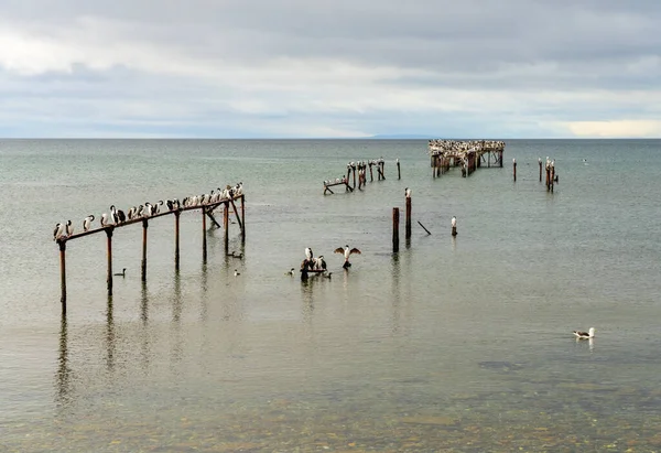 Many Imperial Cormorant Seabirds Abandoned Pier Punta Arenas Chile — ストック写真