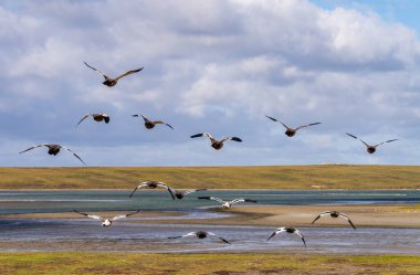 Skua seabirds taking off into flight by the ocean at Bluff Cove on Falkland Islands