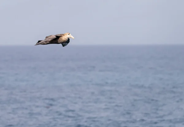 Southern giant petrel bird soaring alongside ship in South Atlantic near Falkland Islands