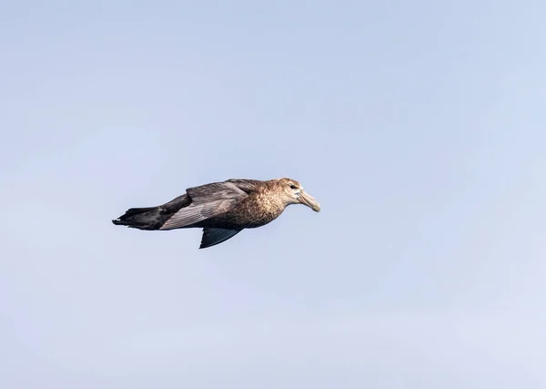 Südlicher Riesensturmvogel Schwebt Neben Schiff Südatlantik Nahe Falklandinseln — Stockfoto