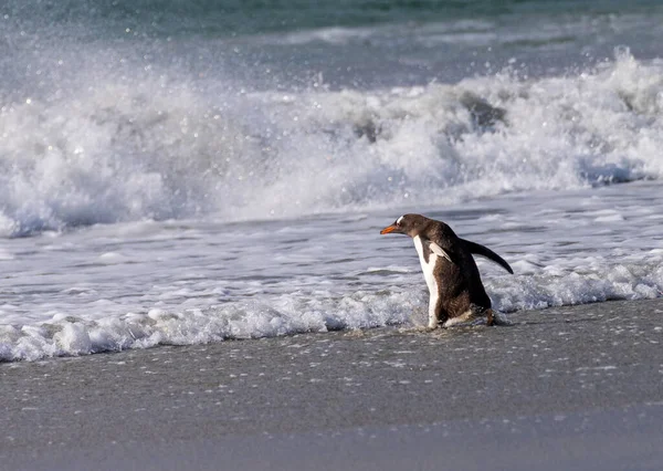 Gentoo Penguin Walking Beach Sea Bluff Cove Falkland Islands Wings — Stock Photo, Image