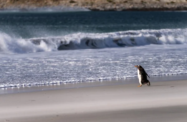 Gentoo Pingouin Marchant Sur Plage Mer Bluff Cove Îles Falkland — Photo