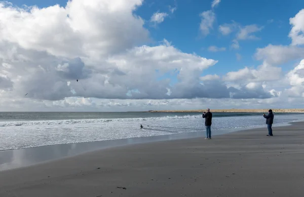 Turistas Filmando Pinguim Gentoo Andando Praia Para Mar Bluff Cove — Fotografia de Stock