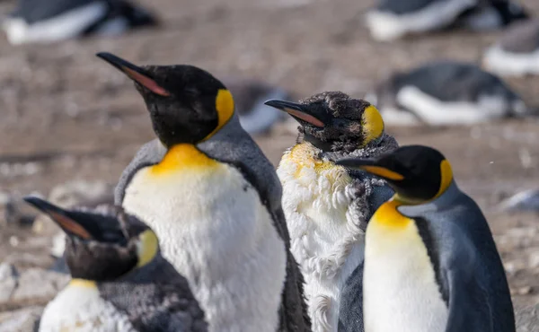 King Penguin Juvenile Losing Its Baby Initial Feathers Fur Others — Fotografia de Stock