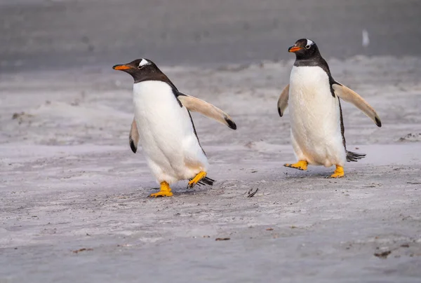 stock image Pair of Gentoo penguins walking on beach to sea at Bluff Cove Falkland Islands