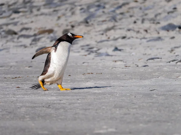 Gentoo Pingouin Marchant Sur Plage Mer Bluff Cove Îles Falkland — Photo
