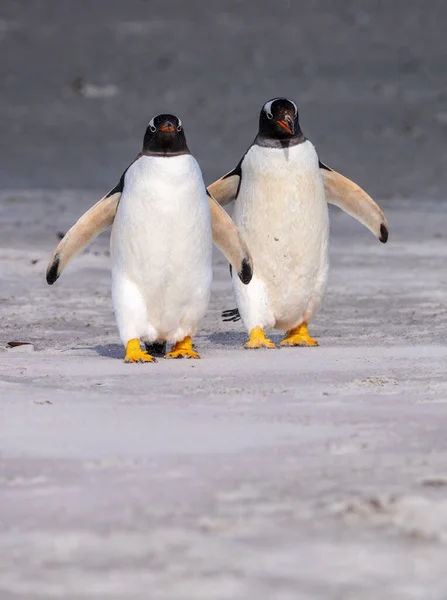 Para Pingwinów Gentoo Spacerujących Plaży Morza Wyspach Bluff Cove Falkland — Zdjęcie stockowe