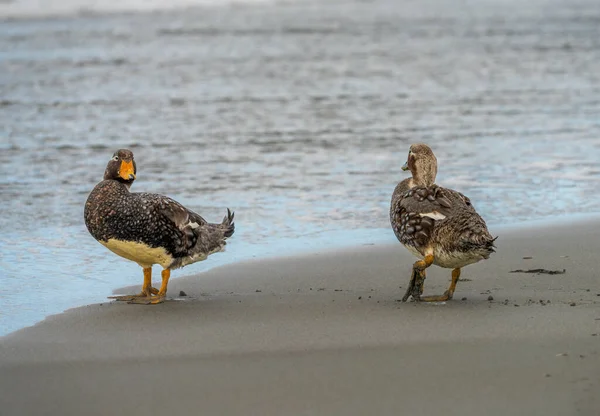 Pair Falkland Steamer Flightless Ducks Walking Ocean Bluff Cove — Foto Stock