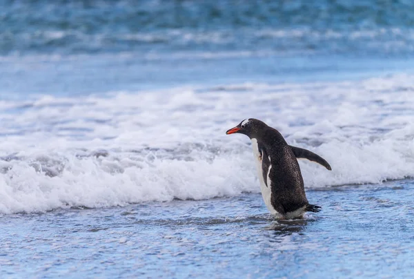 Πιγκουίνος Gentoo Πόδια Στην Παραλία Προς Θάλασσα Στο Bluff Cove — Φωτογραφία Αρχείου