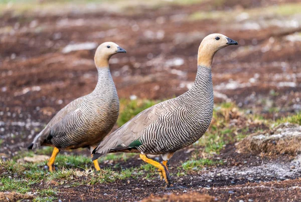 Pair Ruddy Headed Geese Walking Wind Falkland Islands — Stockfoto