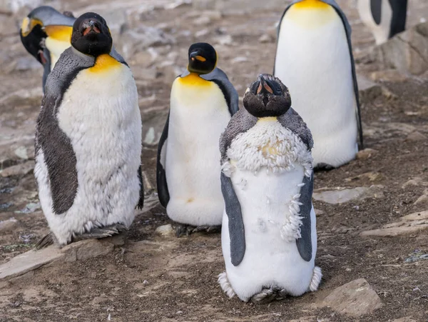 Мальчик Пингвин Потерял Своего Ребенка Начальные Перья Мех Среди Других — стоковое фото