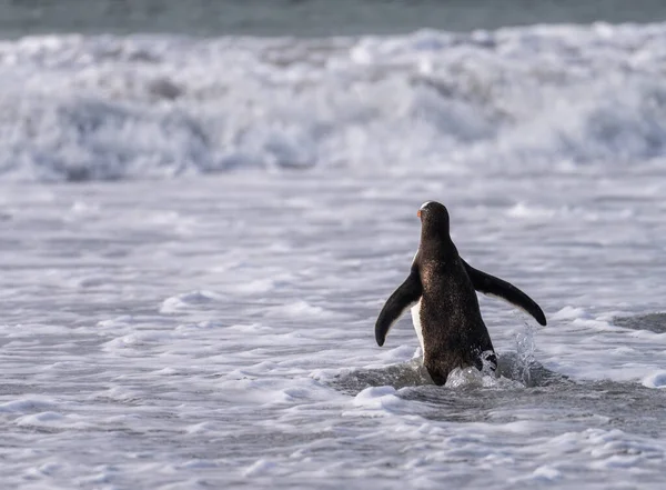 Gentoo Pinguin Läuft Mit Ausgestreckten Flügeln Vom Strand Zum Meer — Stockfoto