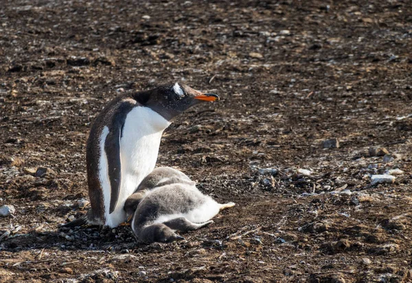 Gentoo Pinguin Pflegt Seine Küken Füßen Oder Brustflossen Bluff Cove — Stockfoto