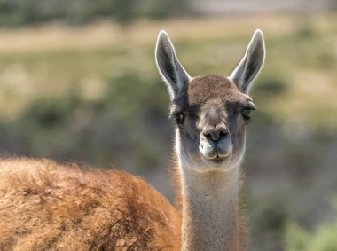 Punta Tombo 'daki Macellan penguen sığınağında Guanacos' un profil portresi